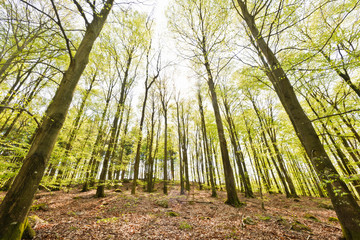 Low angle view of sunlit trees in forest, Sweden, Europe