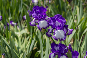 Violet irises closeup, spring flowers in the meadow.