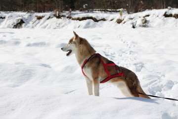 SIBERIAN HUSKY