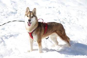 SIBERIAN HUSKY