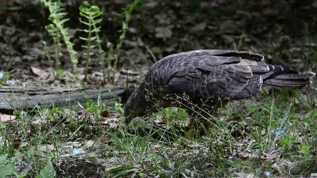 European honey buzzard foraging on the ground in forest