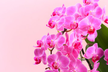 Fototapeta na wymiar Pink orchid close up view on pastel pink background. - Image