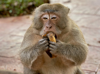 Hungry monkeys in the reserve , take food from a person. They eat mangoes, bananas, and corn. The photo was taken in Thailand, Phuket.