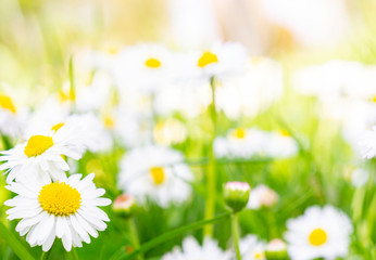 Obraz na płótnie Canvas Daisy meadow in the sunshine