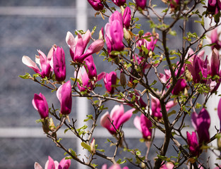  Blossoming magnolia flowers