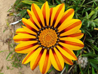 Colorful flower Gazania rigens. Close up  of gazania rigens or gazania linearis.