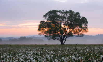 Obraz premium Amazing sunset over the field of beautiful yellow wild daffodils