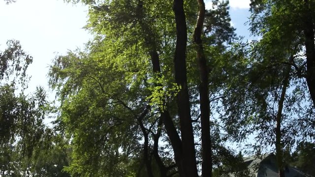 trees stagger during the day
