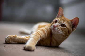 Fototapeta na wymiar Portrait of ginger cat resting, close up Thai cat 