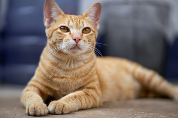 Portrait of ginger cat resting, close up Thai cat 