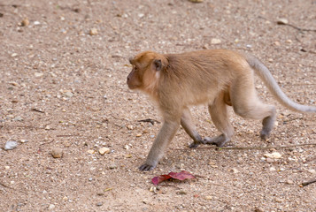 Hungry monkeys in the reserve , take food from a person. They eat mangoes, bananas, and corn. The photo was taken in Thailand, Phuket.