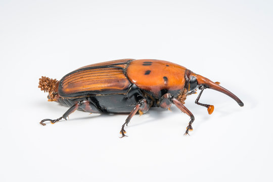 Picudo rojo (Rhynchophorus ferrugineus) gran coleoptero parasitado por acaros de la familia Uropodidae sp.