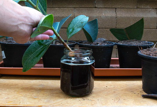 How To Start A Rubber Tree Plant: Propagation Step 3. rubber plant branches into the Roots Excelurator