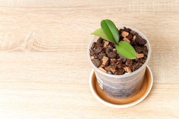small Orchid flower in pot top view