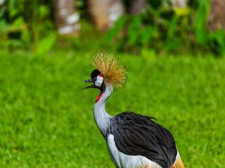 Grey Crowned Crane in Bali Island Indonesia