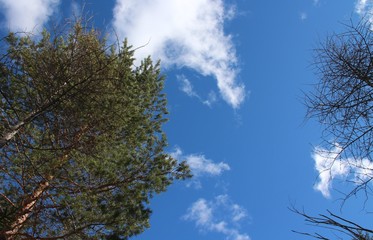 ALPI CARNICHE