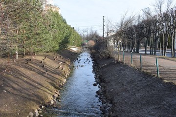 ducks swim in the canal
