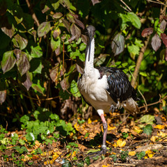 Straw-necked Ibis, Threskiornis spinicollis in the zoo
