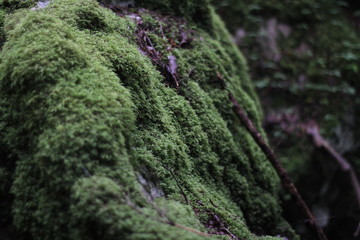 Moss forest