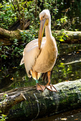 Great White Pelican, Pelecanus onocrotalus in the zoo