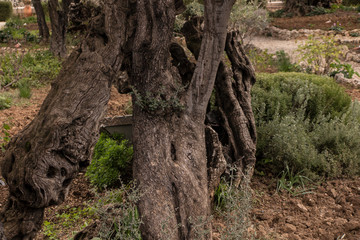 Old olive trees in the garden of Gethsemane, Jerusalem