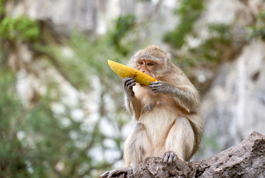 Hungry monkeys in the reserve , take food from a person. They eat mangoes, bananas, and corn. The photo was taken in Thailand, Phuket.