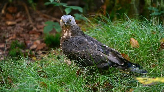 European honey buzzard (Pernis apivorus) foraging on the ground in forest