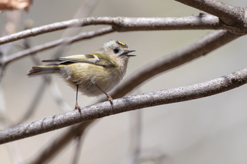 Goldcrest - Regulus regulus