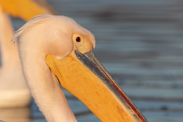 Rosy pelican portrait - Pelecanus onocrotalus