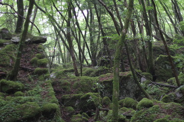 Obraz premium Moss forest