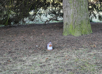 squirrel living in the Park