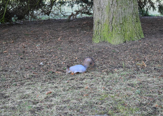 squirrel living in the Park