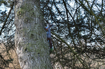 squirrel living in the Park