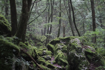 Fototapeta na wymiar Moss forest