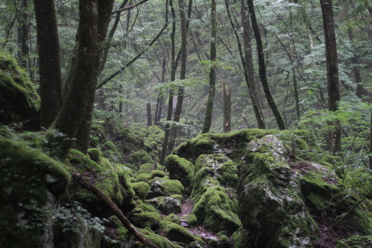 Moss forest © KOJIkun