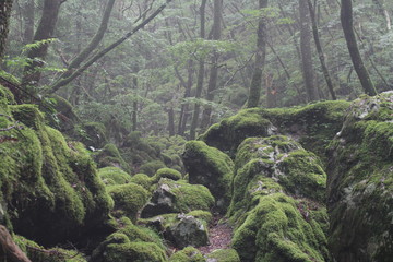 Moss forest