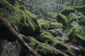 Moss forest