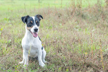 Black and white Jack Russell Terrier posing in a field