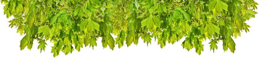 Maple branch with green leaves isolated on white   background