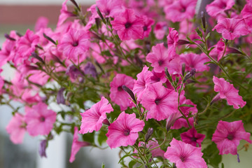 pink petunia flowers,petunia flowers closeup blooms in spring