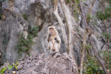 Hungry monkeys in the reserve , take food from a person. They eat mangoes, bananas, and corn. The photo was taken in Thailand, Phuket.