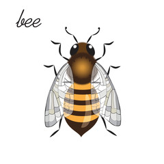 bee on a white background