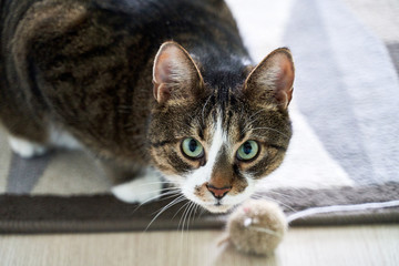 Mongrel cat with large green eyes and brown color with stripes. The pet looks warily at camera, playing with toy in apartment