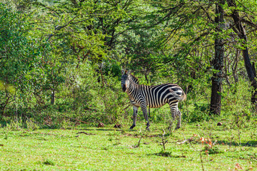 A wild zebra camouflaged in the dense green African forests walking across the frame