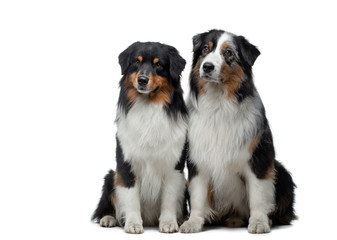 two dogs on a white background. Australian Shepherds are sitting together. pet indoors