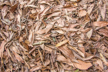 golden dried leaf on the ground