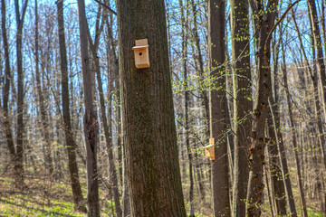 birdhouse in the spring forest
