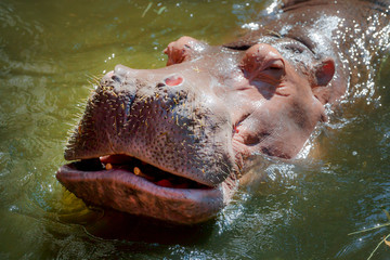 Angry hippopotamus (Hippopotamus amphibius) charges the boat at sunrise on the Chobe River between Namibia and Botswana