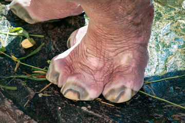 Legs of a hippopotamus close-up