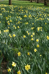 Daffodils in a park